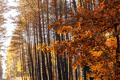 开云体育-葡萄牙爆冷塞内加尔，本泽马送出助攻，引发足球热潮的夏日传奇