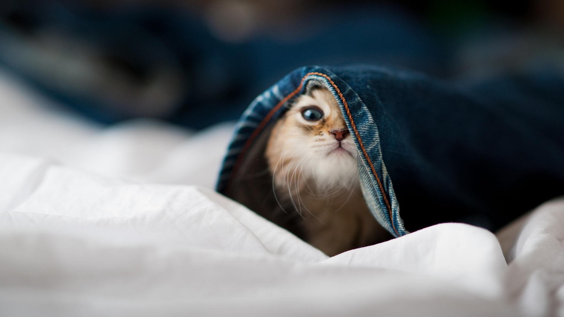 新王登基与巨人倒下，阿尔瓦雷斯刷新纪录之夜，奥地利如何终结巴黎神话？